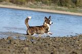 CORGI CARDIGAN 147